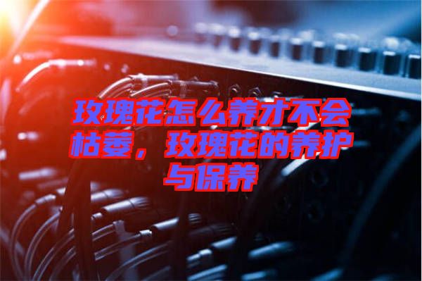 玫瑰花怎么養(yǎng)才不會枯萎，玫瑰花的養(yǎng)護與保養(yǎng)