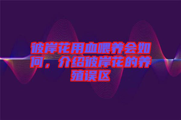 彼岸花用血喂養(yǎng)會(huì)如何，介紹彼岸花的養(yǎng)殖誤區(qū)