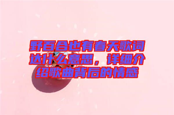 野百合也有春天歌詞達(dá)什么意思，詳細(xì)介紹歌曲背后的情感