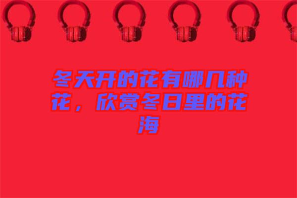 冬天開的花有哪幾種花，欣賞冬日里的花海