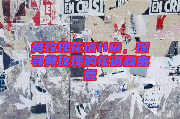 黃玫瑰花語11朵，探尋黃玫瑰的花語和寓意