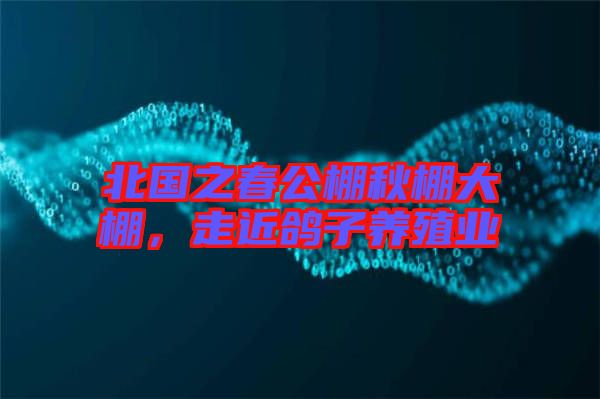 北國(guó)之春公棚秋棚大棚，走近鴿子養(yǎng)殖業(yè)