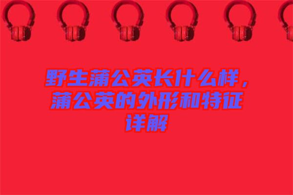 野生蒲公英長什么樣，蒲公英的外形和特征詳解